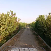 باغ|فروش دفتر صنعتی، کشاورزی، تجاری|اسلامشهر, بهرام آباد|دیوار