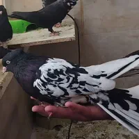 کله سیا|پرنده|مسجد سلیمان, |دیوار