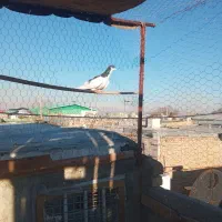 کبوتر|پرنده|بشاریات, |دیوار