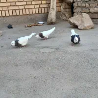 کفتر طوقی جفت|پرنده|تربت جام, میان جام|دیوار