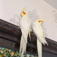 یک جفت عروس هلندی  دستی|پرنده|سمیرم, |دیوار