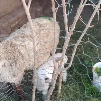 یک عدد میش بره