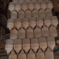 لامپ کم مصرف|لامپ و چراغ|گنبد کاووس, |دیوار