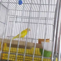 قناری. مس|پرنده|شیراز, دشت چنار|دیوار