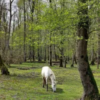 زمین 53000متری فروشی