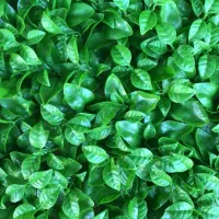 پخش انواع چمن ،فنس برگی رشته ای گرینوال سنگ|عمدهفروشی|رشت, امین الضرب|دیوار