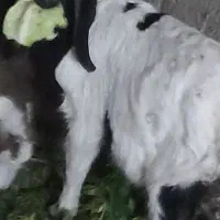 بزغاله نر|حیوانات مزرعه|مشهد, شهید قربانی|دیوار