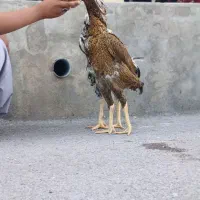 مرغ لاری