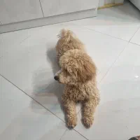 توی پودل هشت ماهه