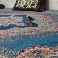 مرغ مینا