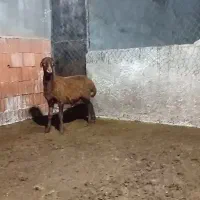 بره قوچ همو