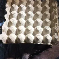 درخواست سرویس ون ۹ یا ۱۳ نفره برای شرکت