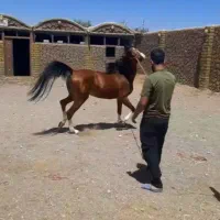 فروش یه مادیان و کره نریان|اسب و تجهیزات اسبسواری|اصفهان, مهدی آباد|دیوار