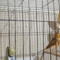 سه جوجه قناری یک ساله تن نخورده|پرنده|تهران, مخصوص|دیوار