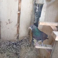 کفترپلاکی|پرنده|شیراز, جوادیه|دیوار