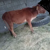 گاو|حیوانات مزرعه|بلوک, |دیوار