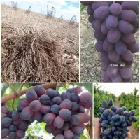فروش نهال انگور تضمینی با کیفیت عالی|خدمات باغبانی و درختکاری|ابهر, |دیوار