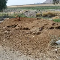 کود حیوانی