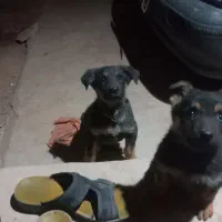 توله دو ماه ژرمن|سگ|زرند, |دیوار