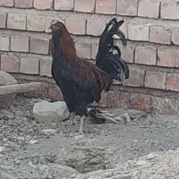 خروس محلی سیاه|حیوانات مزرعه|کرمان, |دیوار