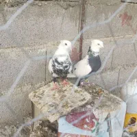 نروماده دم سیاه بزن سگ دوبرمن