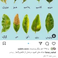 هرس کردن وپیوند باغ