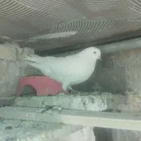 دو عدد کبوتر سفید|پرنده|سنندج, |دیوار