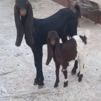 بز افغانی پاکستانی|حیوانات مزرعه|اهواز, پردیس دو|دیوار