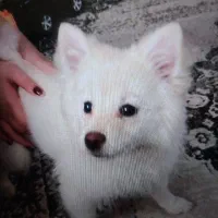 سگ پامر روباهی