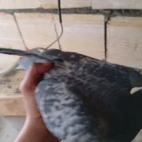 چند عدد کبوتر معاوزه باسگ پاکوتاه