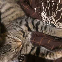 گربه جهت واگذاری با شرایط|گربه|نوشهر, |دیوار