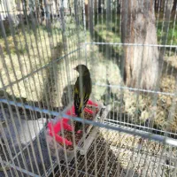 سیره و سیره قناری آنتیک و دهن دار