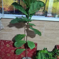 گلدون طبیعی|گل و گیاه طبیعی|تهران, تهرانپارس غربی|دیوار