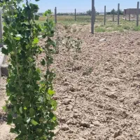 باغچه-هزار-متری