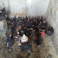 مرغ سیاه چاق خروس سیاه برا قربانی مرغ محلی ارگانیک