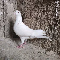 کفتر یجایی|پرنده|ری, شهرک نظامی|دیوار