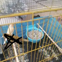 قناری ماده پلاک دار