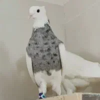 کفتر طوقی الماسی