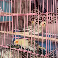 عروس هلندی ۴۵ روزه زعفرانی و مینیاتوری