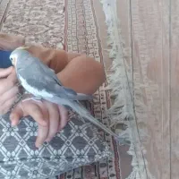 عروس هلندی
