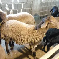 بره قوچ همو(دارای ژن چندقلوزایی صد‌ در صد)|حیوانات مزرعه|رشت, حومه رشت|دیوار