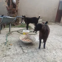 فروش سه عدد گوسفند دوماده یک نر