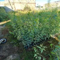 نهال اوکالیپتوس بااصلاح ریشه نایلیکس|گل و گیاه طبیعی|مزرعه کتول, |دیوار