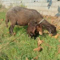 میش بابره ماده خوب