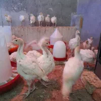 بوقلمون بیوتی ۶|حیوانات مزرعه|قم, قم نو|دیوار