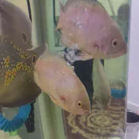 دوعدد ماهی اسکار کرم