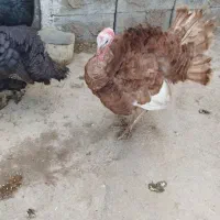 بوقلمون محلی10عدد