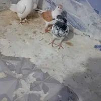 مجسمه کبوتر