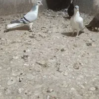 بدرنگ باخت کرده