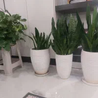 سه تا گل سانسوریا با گلدون ویه پتوس